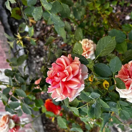 Ferienhaus Foxhouse *