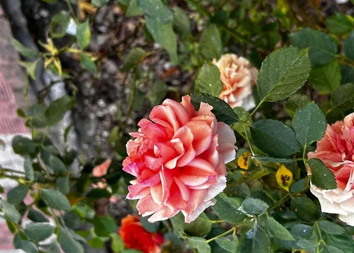 Casa de Férias Foxhouse *